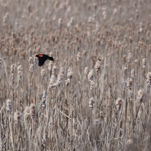 Red-winged Blackbird in flight