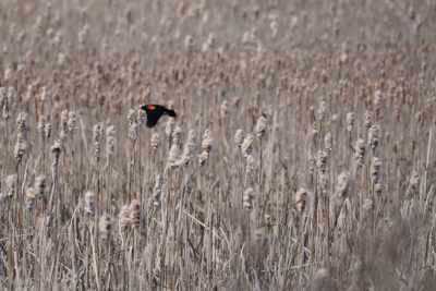 Red-winged Blackbird in flight