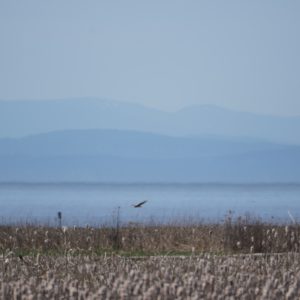 Marsh, mountains and heat haze