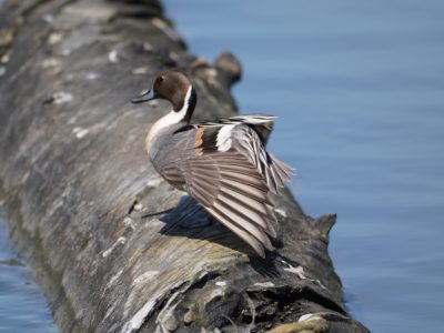 Northern Pintail