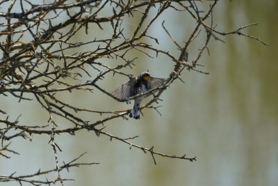 Yellow-rumped Warbler landing on a branch