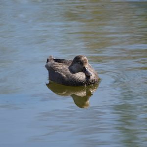 Gadwall napping