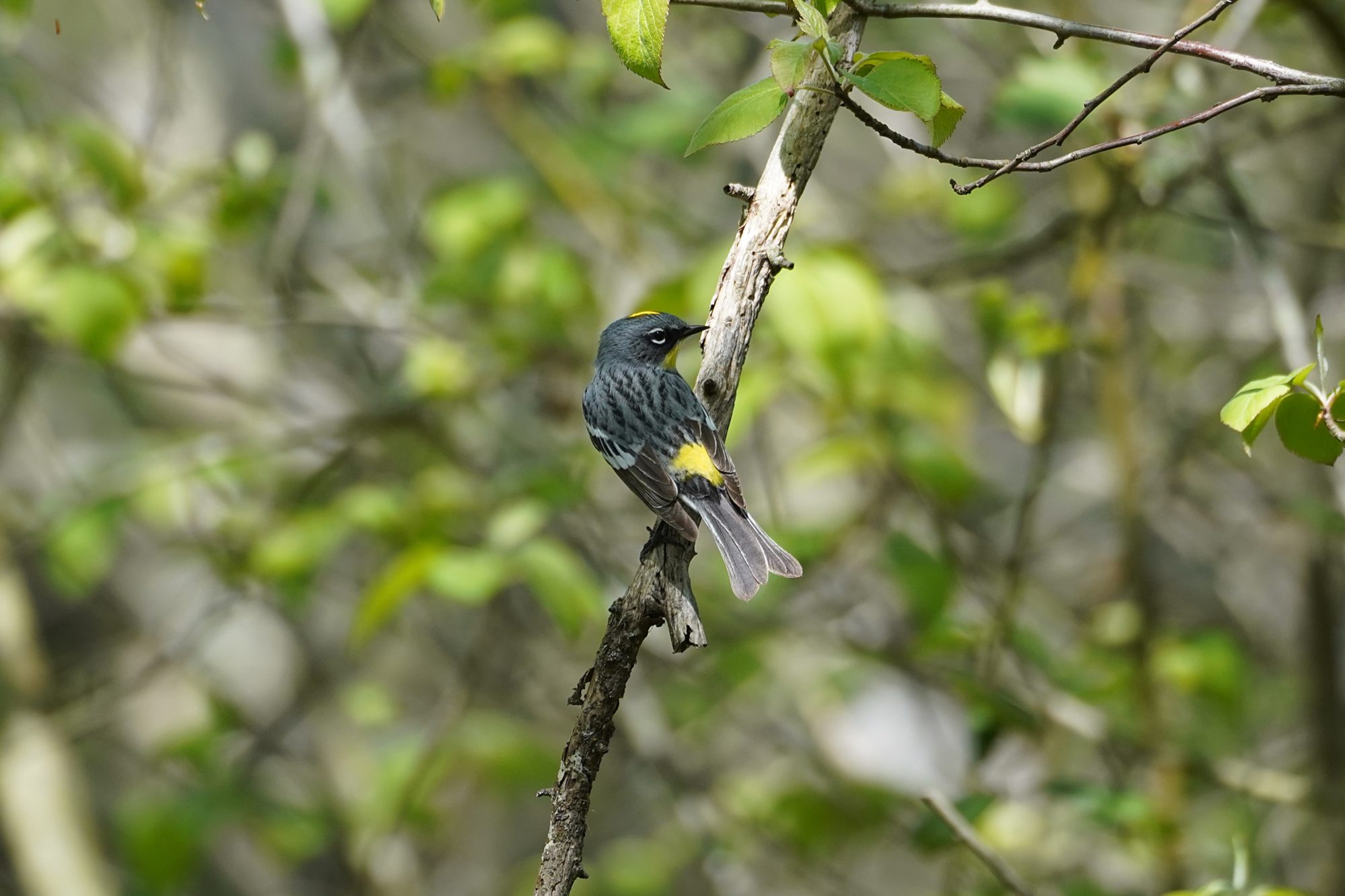 Yellow-rumped Warbler, male Audubon's