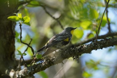 Yellow-rumped Warbler, male Audubon's