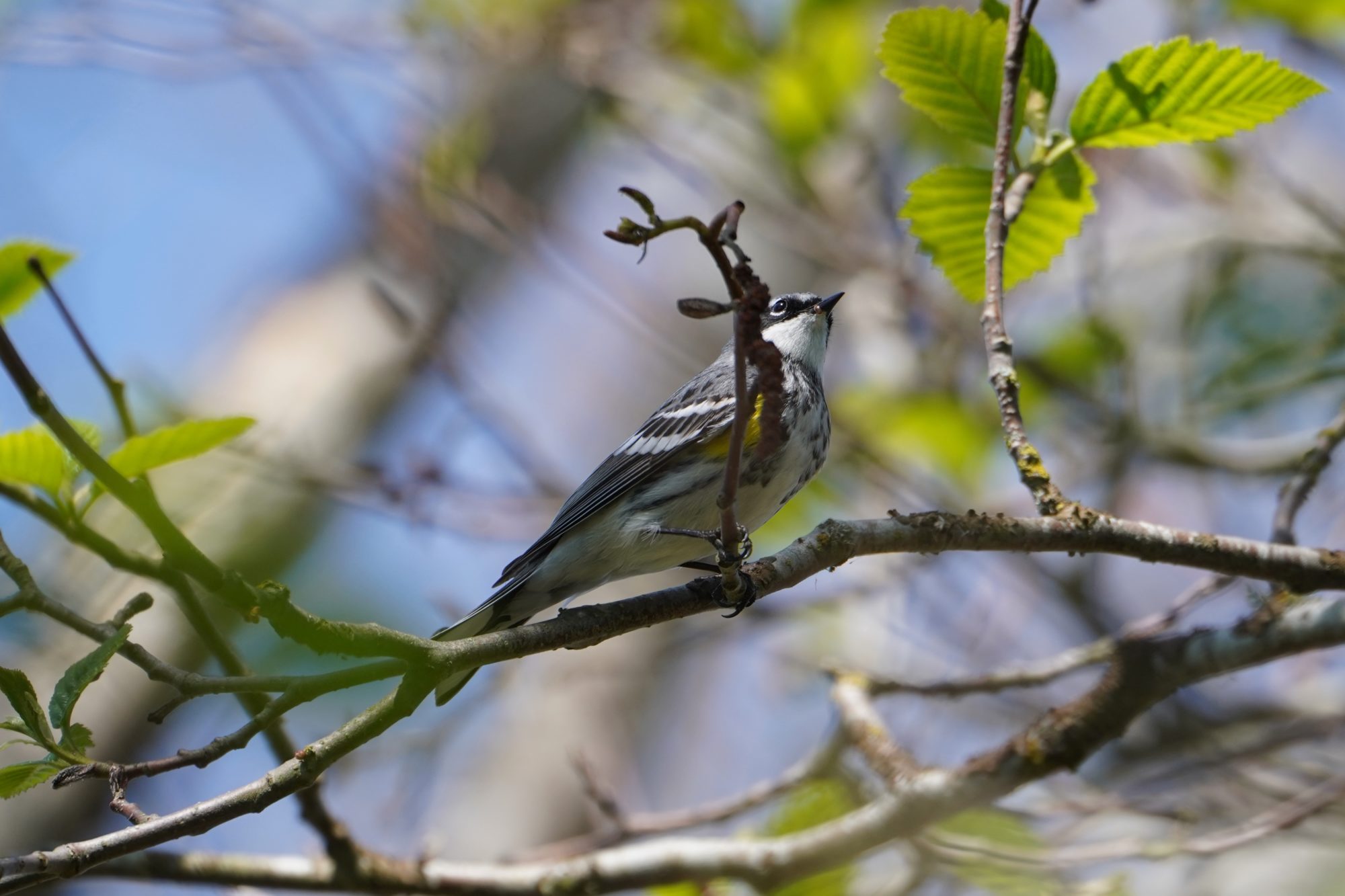 Yellow-rumped Warbler, Myrtle male