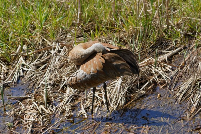 Preening Sandhill Crane
