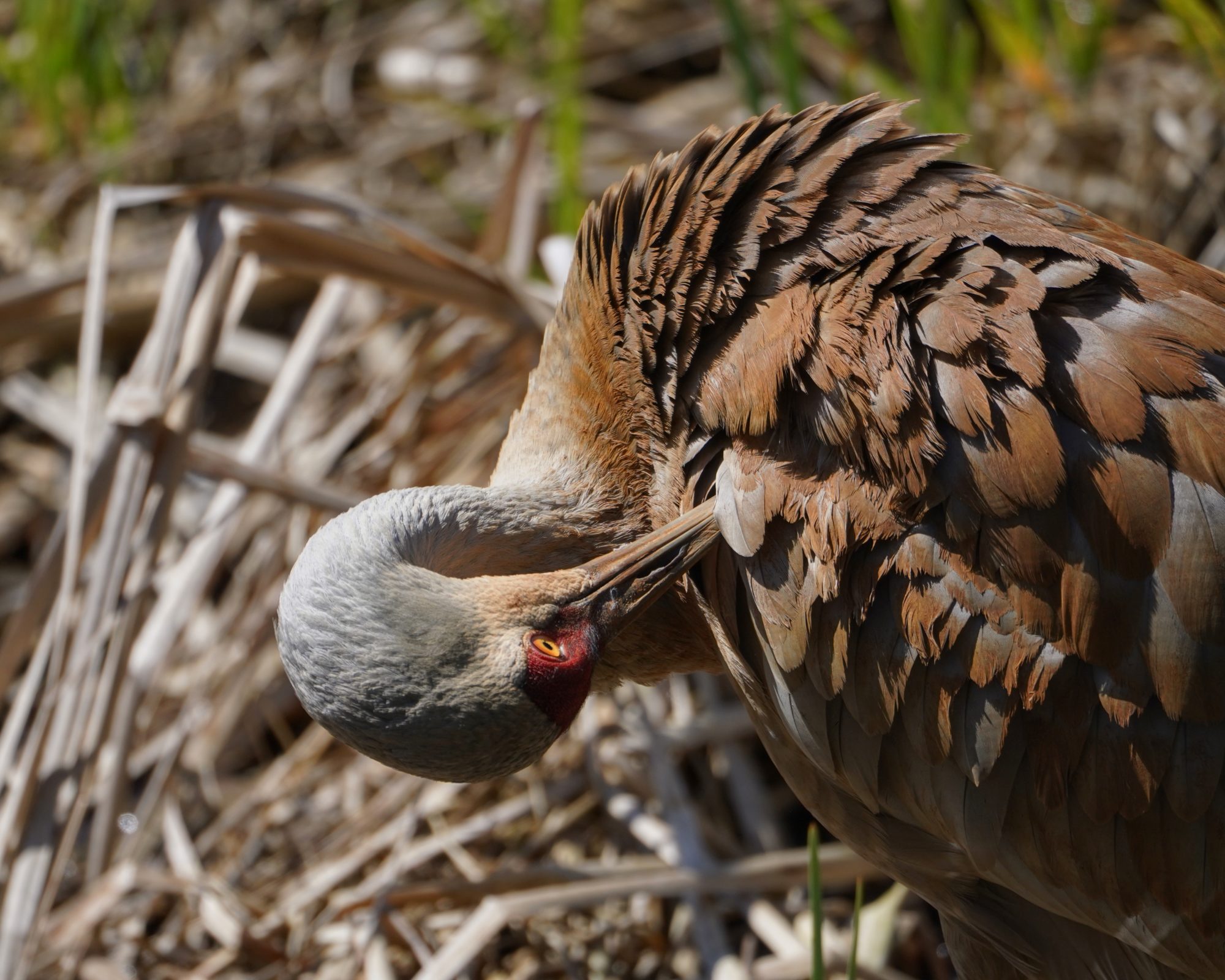 Preening Sandhill Crane