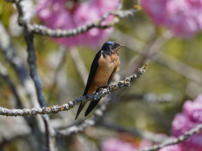 Barn Swallow