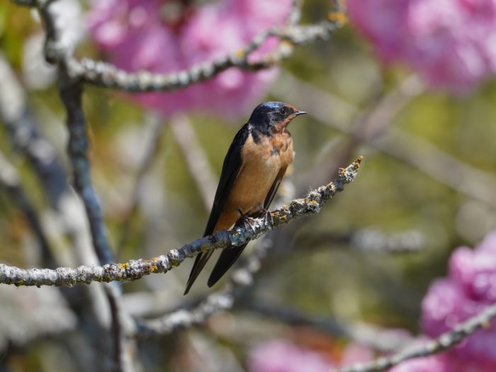 Barn Swallow