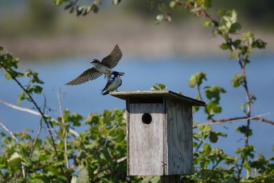 Tree Swallow couple on their bird box