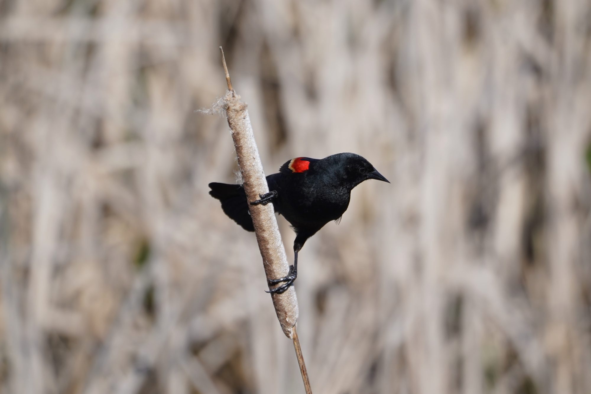 Red-winged Blackbird
