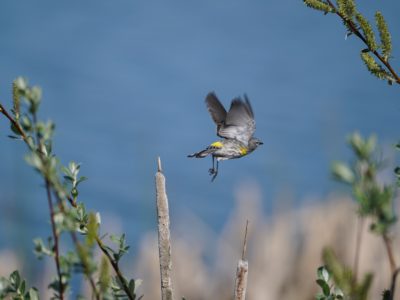 Yellow-rumped Warbler in flight