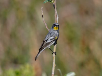 Yellow-rumped Warbler, Audubon's male