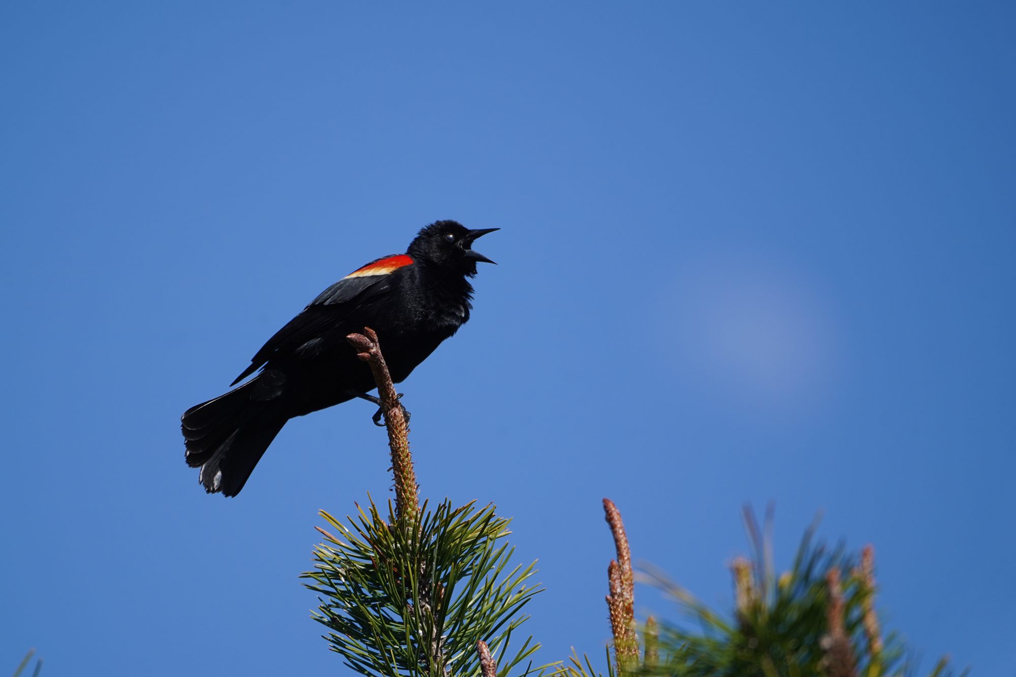 Red-winged Blackbird