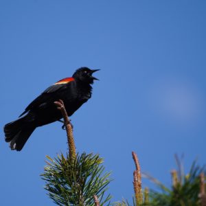 Red-winged Blackbird
