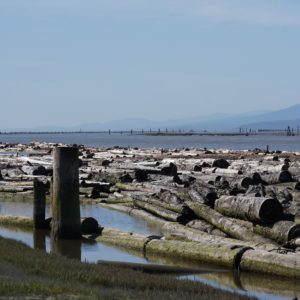 Fraser River and pilings