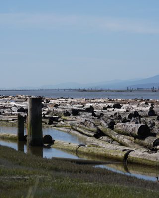 Fraser River and pilings