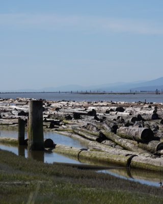 Fraser River and pilings