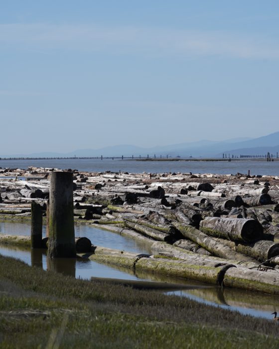 Fraser River and pilings