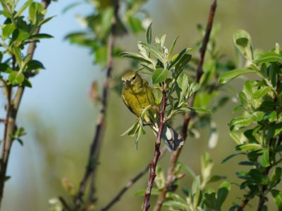 Orange-crowned Warbler