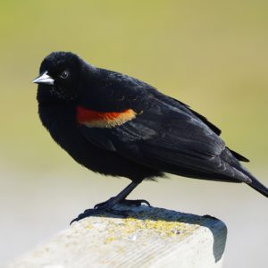 Red-winged Blackbird