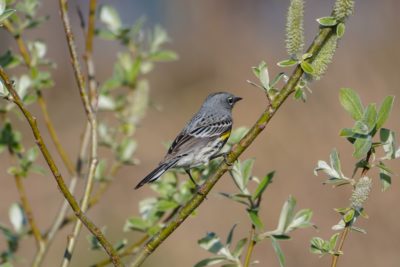 Yellow-rumped Warbler, Audubon's male