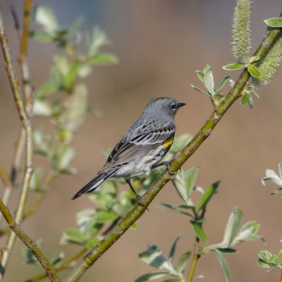 Yellow-rumped Warbler, Audubon's male