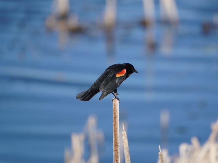 Red-winged Blackbird