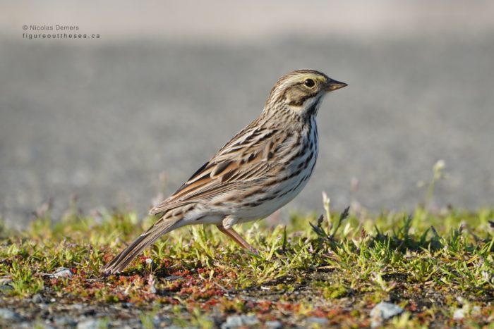 Savannah Sparrow