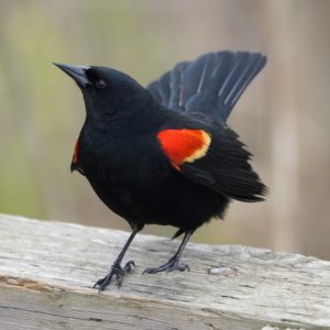 Red-winged Blackbird
