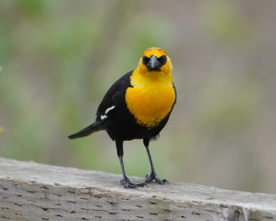Yellow-headed Blackbird