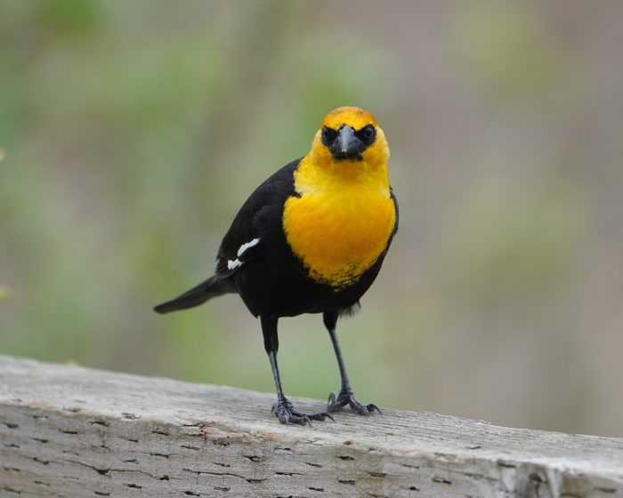 Yellow-headed Blackbird