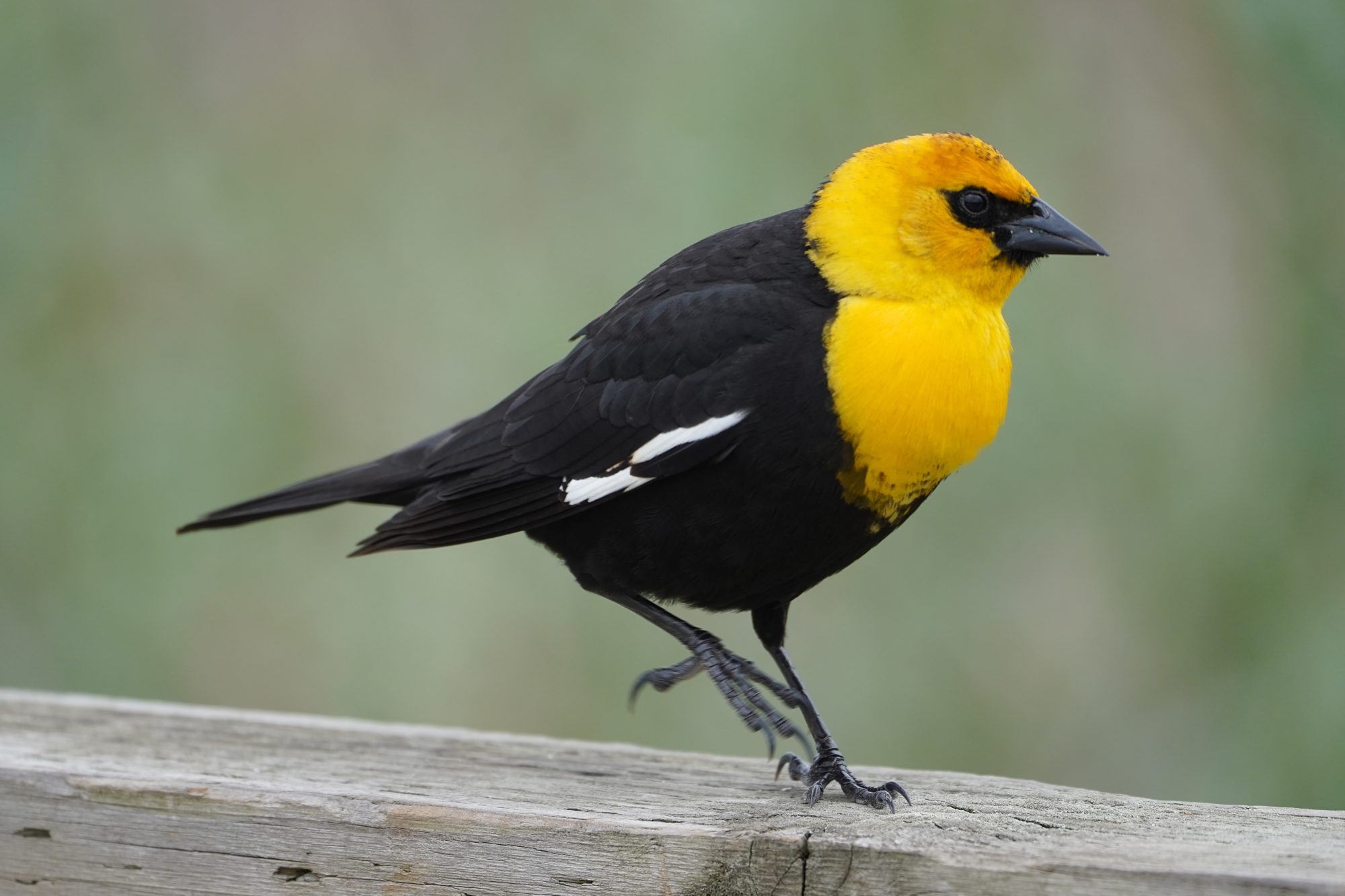 Yellow-headed Blackbird