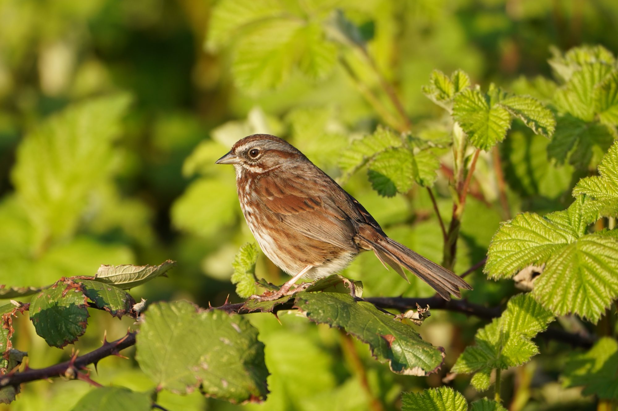 Song Sparrow