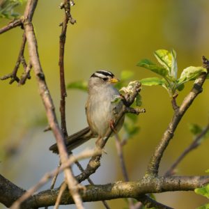 White-crowned Sparrow