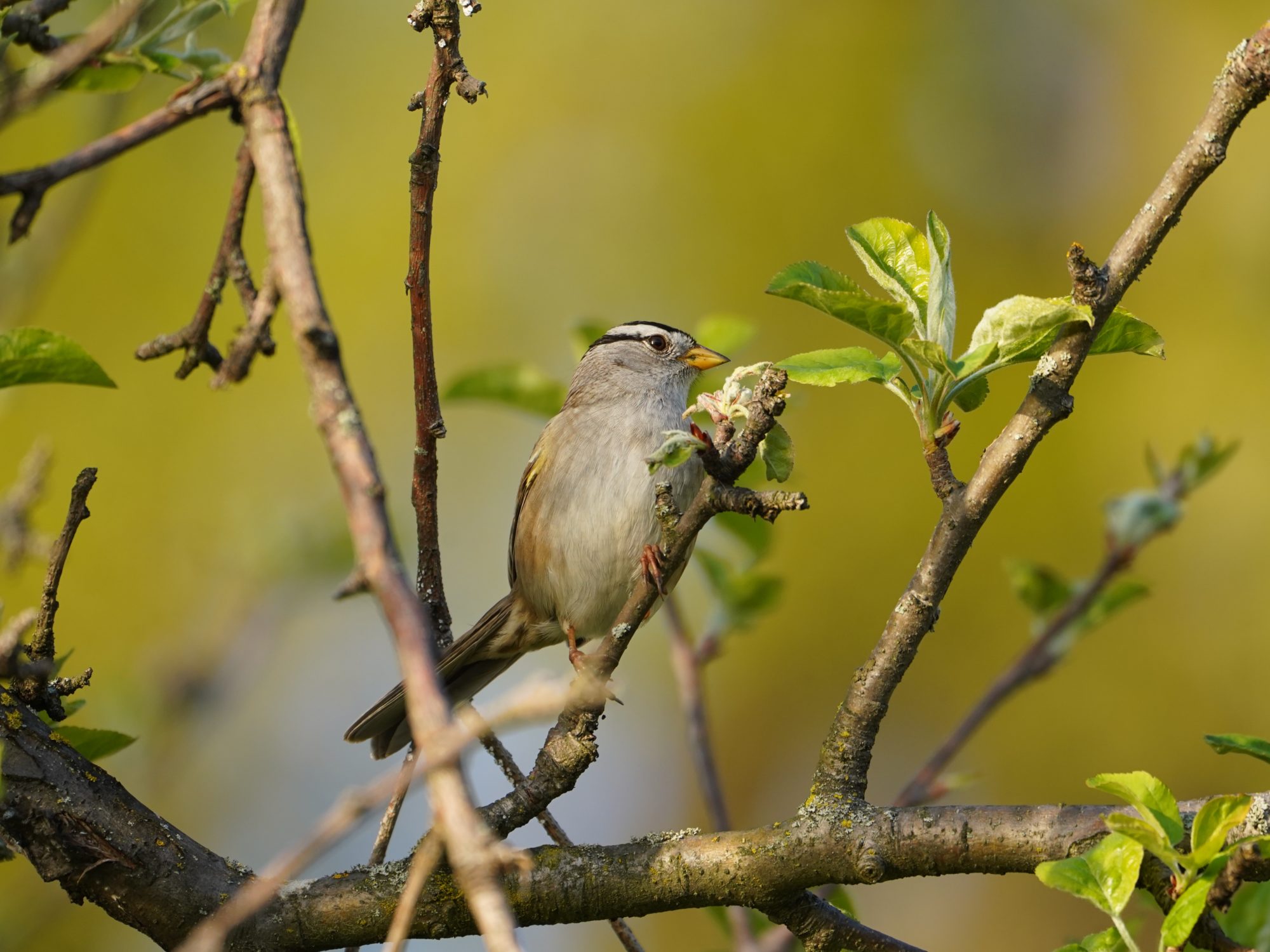 White-crowned Sparrow