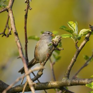 White-crowned Sparrow