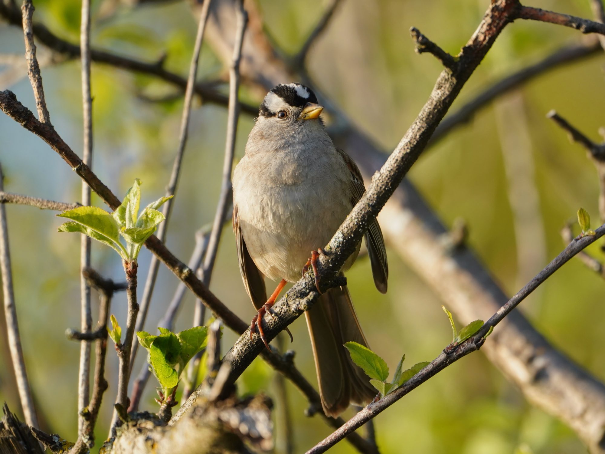 White-crowned Sparrow