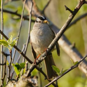 White-crowned Sparrow