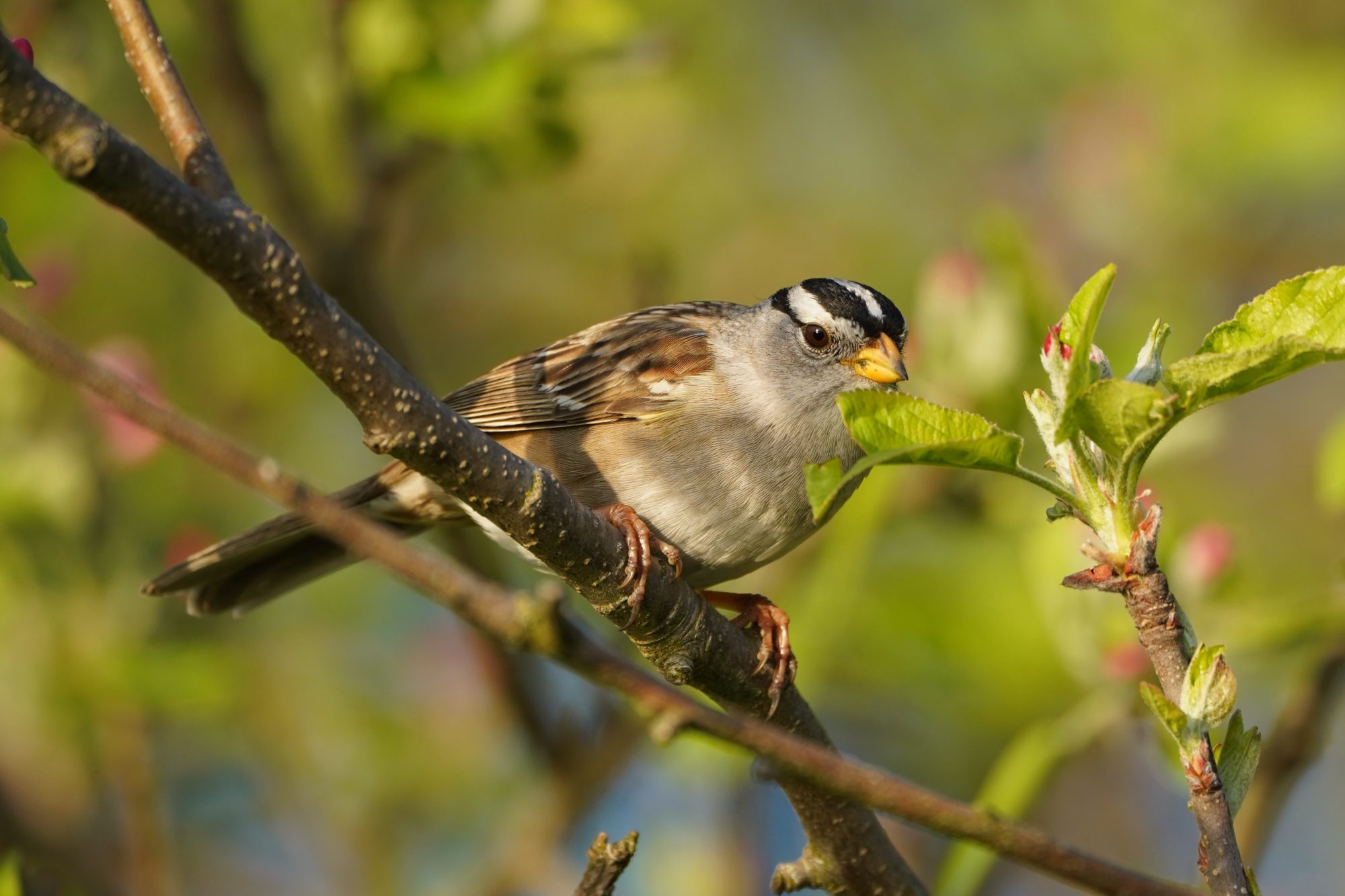 White-crowned Sparrow