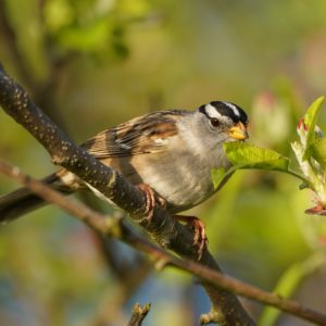 White-crowned Sparrow