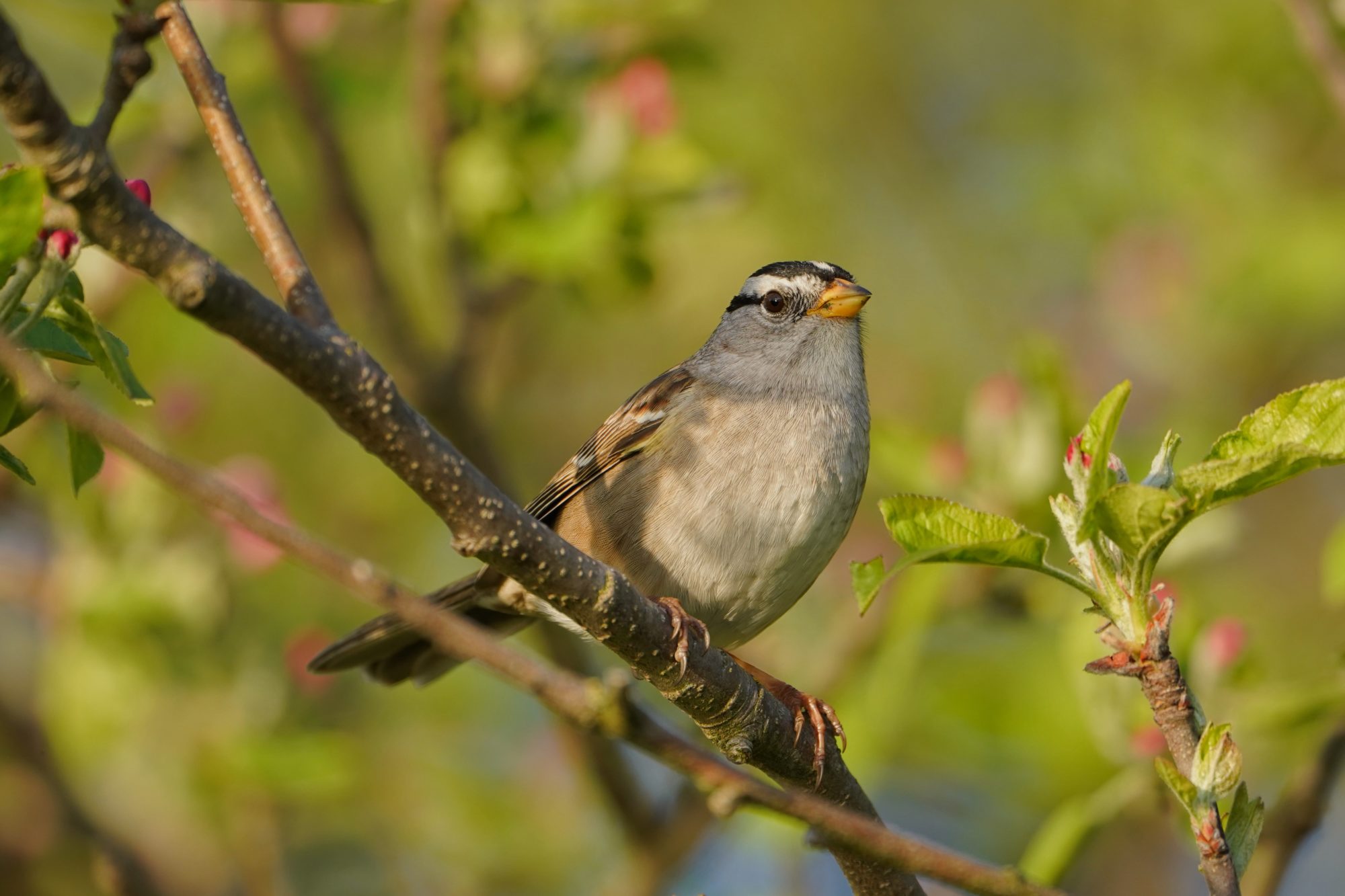 White-crowned Sparrow