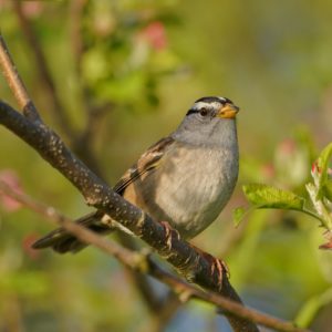 White-crowned Sparrow
