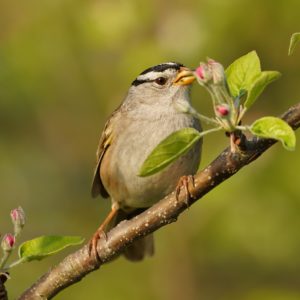 White-crowned Sparrow