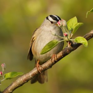 White-crowned Sparrow