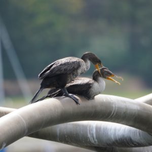 Double-crested Cormorants
