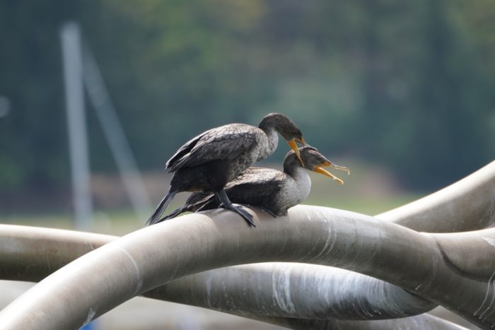 Double-crested Cormorants