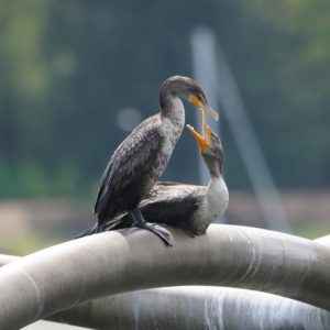 Double-crested Cormorants