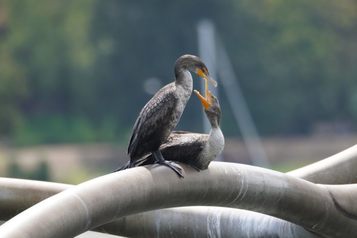 Double-crested Cormorants