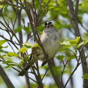 White-crowned Sparrow
